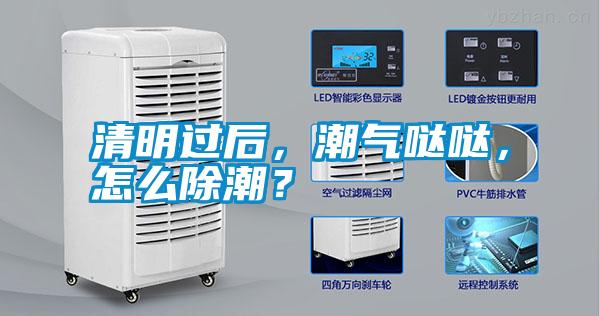 清明過后，潮氣噠噠，怎么除潮？
