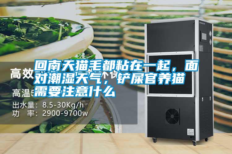 回南天貓毛都粘在一起，面對潮濕天氣，鏟屎官養(yǎng)貓需要注意什么