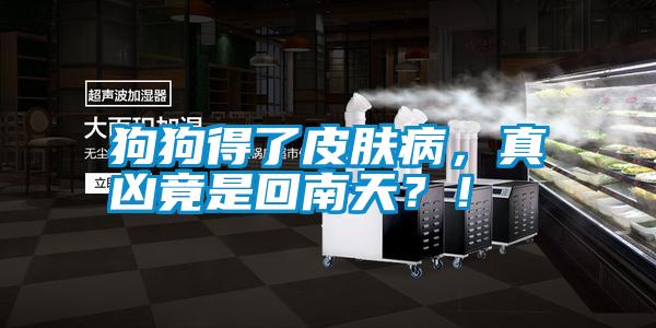 狗狗得了皮膚病，真兇竟是回南天？！