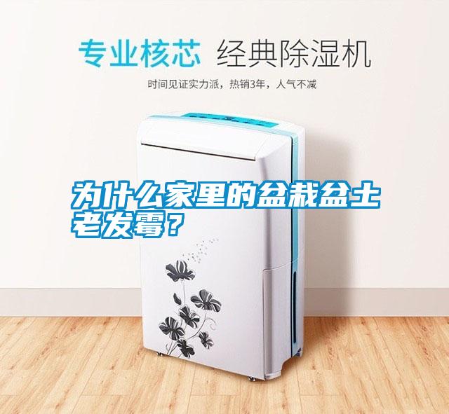 為什么家里的盆栽盆土老發(fā)霉？