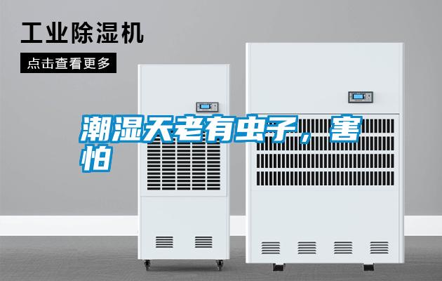 潮濕天老有蟲子，害怕