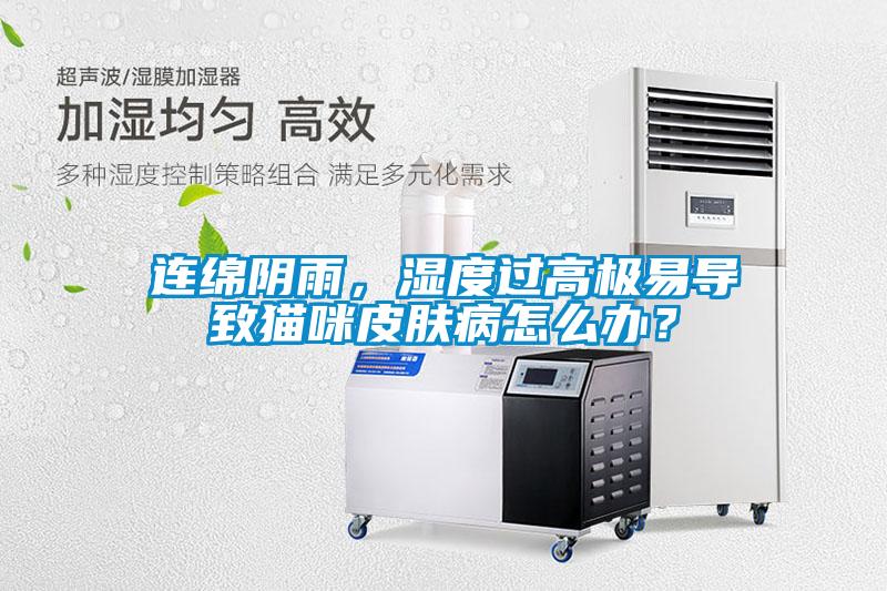連綿陰雨，濕度過高極易導(dǎo)致貓咪皮膚病怎么辦？