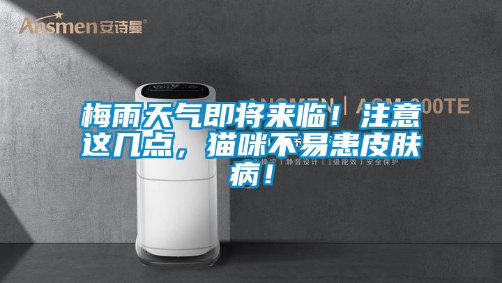 梅雨天氣即將來臨！注意這幾點(diǎn)，貓咪不易患皮膚?。?/></p>
<p style=