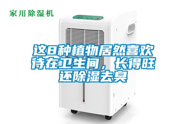 這8種植物居然喜歡待在衛(wèi)生間，長得旺還除濕去臭