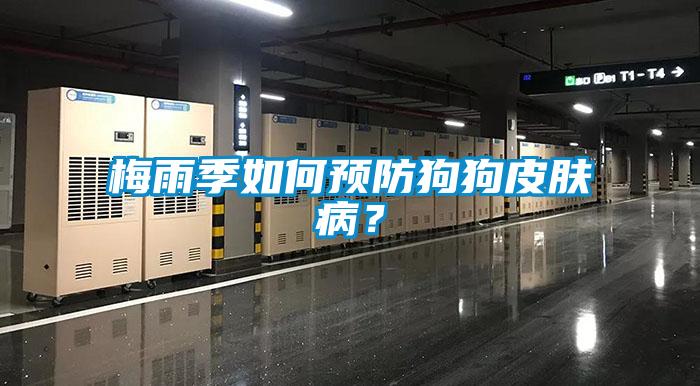 梅雨季如何預防狗狗皮膚病？
