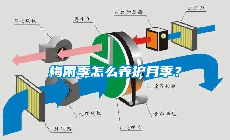 梅雨季怎么養(yǎng)護月季？