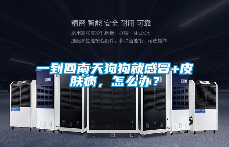 一到回南天狗狗就感冒+皮膚病，怎么辦？
