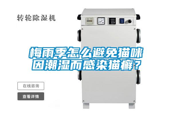 梅雨季怎么避免貓咪因潮濕而感染貓癬？