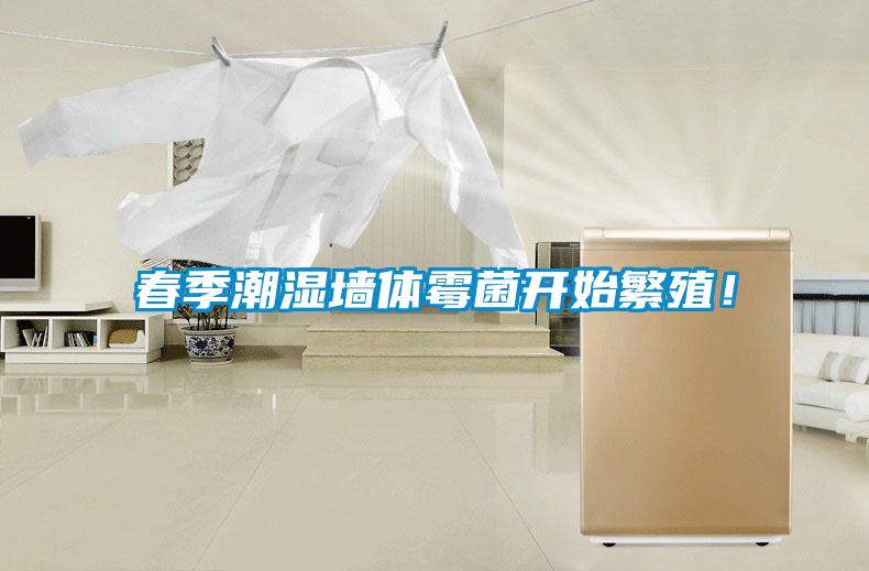 春季潮濕墻體霉菌開始繁殖！