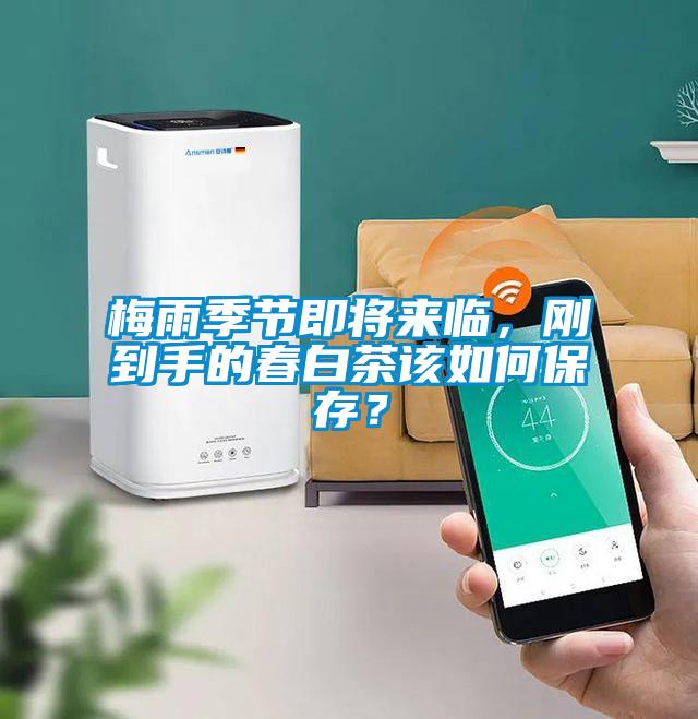 梅雨季節(jié)即將來臨，剛到手的春白茶該如何保存？