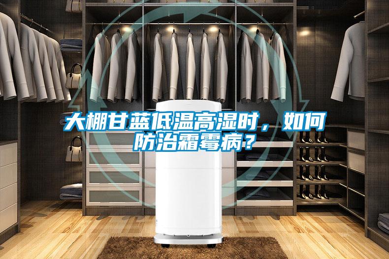 大棚甘藍(lán)低溫高濕時，如何防治霜霉??？
