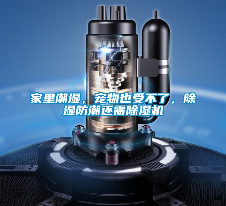 家里潮濕，寵物也受不了，除濕防潮還需除濕機(jī)