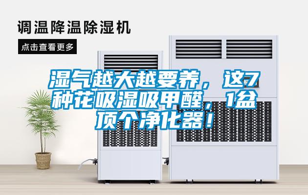 濕氣越大越要養(yǎng)，這7種花吸濕吸甲醛，1盆頂個凈化器！