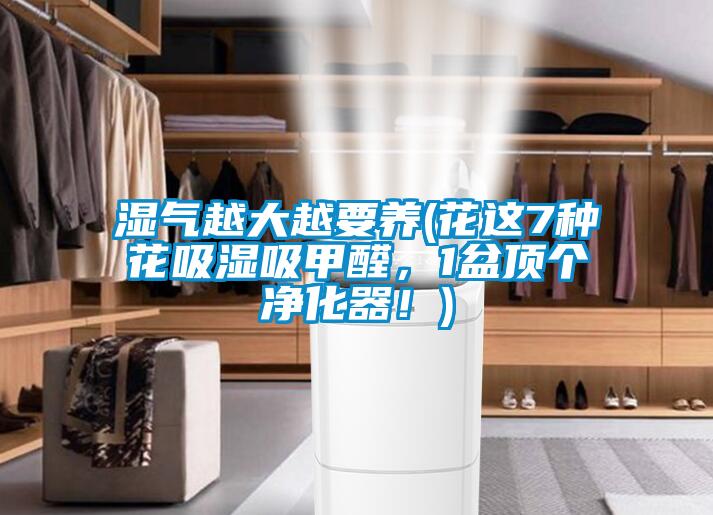 濕氣越大越要養(yǎng)(花這7種花吸濕吸甲醛，1盆頂個凈化器！)